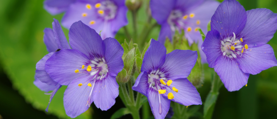 カラフトハナシノブ